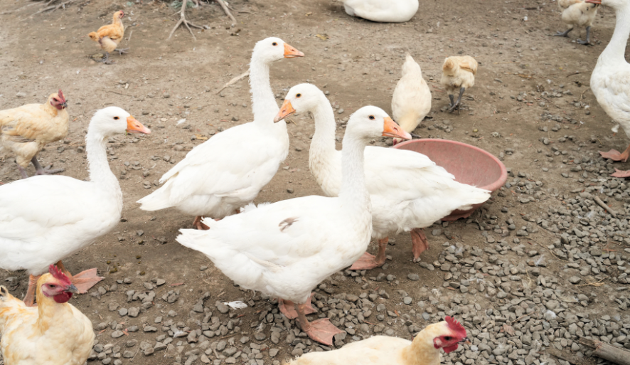 【正實親子農場】近距離餵小動物，飼料都免費！氣墊滑梯、戲水池全都包