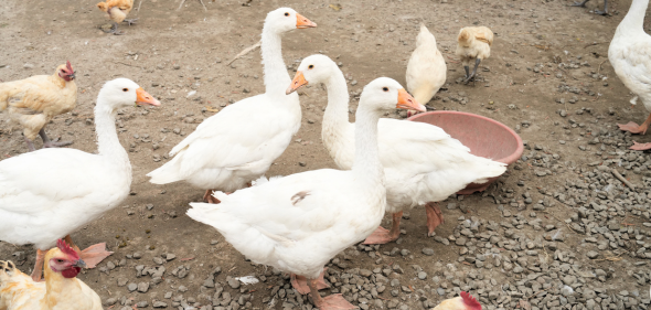 【正實親子農場】近距離餵小動物，飼料都免費！氣墊滑梯、戲水池全都包