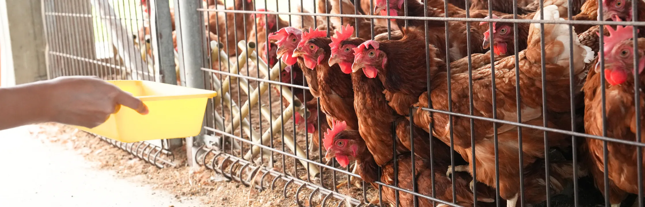 【正實親子農場】近距離餵小動物，飼料都免費！氣墊滑梯、戲水池全都包
