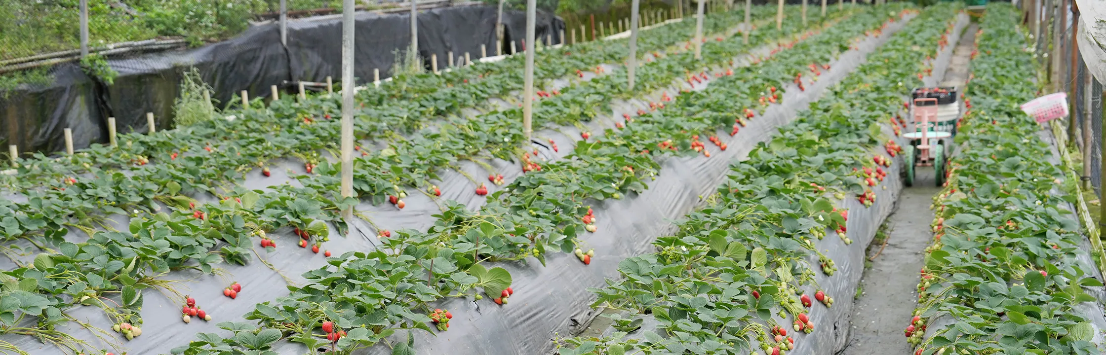 【白石湖觀光果園】草莓香氣濃郁賣相佳！想單純採草莓來這裡就對了