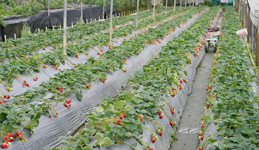 【白石湖觀光果園】草莓香氣濃郁賣相佳！想單純採草莓來這裡就對了