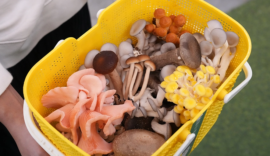【豐年農場】埔里免門票採香菇體驗，品種超多任你採，邊玩邊拍超有趣！