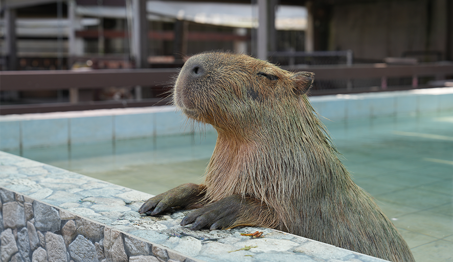 【三隻小豬觀光農場】親子旅遊好去處，超萌水豚君等你來餵食！