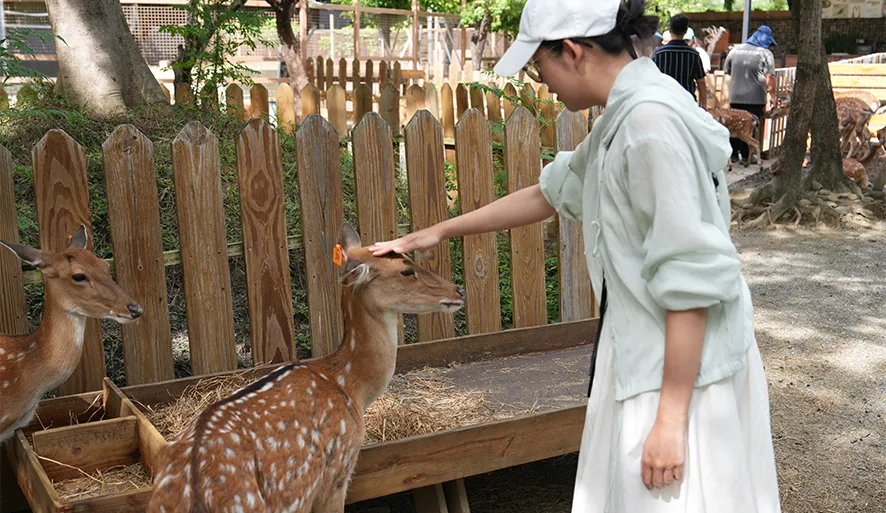 【鹿境】近距離餵梅花鹿、水豚君互動體驗！園區介紹、親子景點推薦