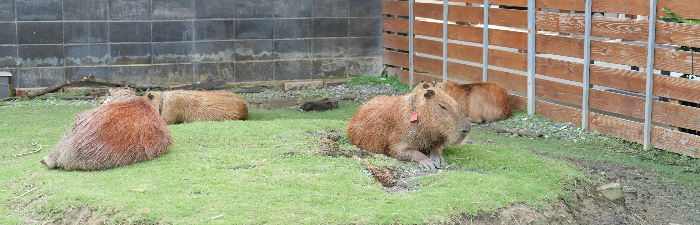 【鹿境】近距離餵梅花鹿、水豚君互動體驗！園區介紹、親子景點推薦