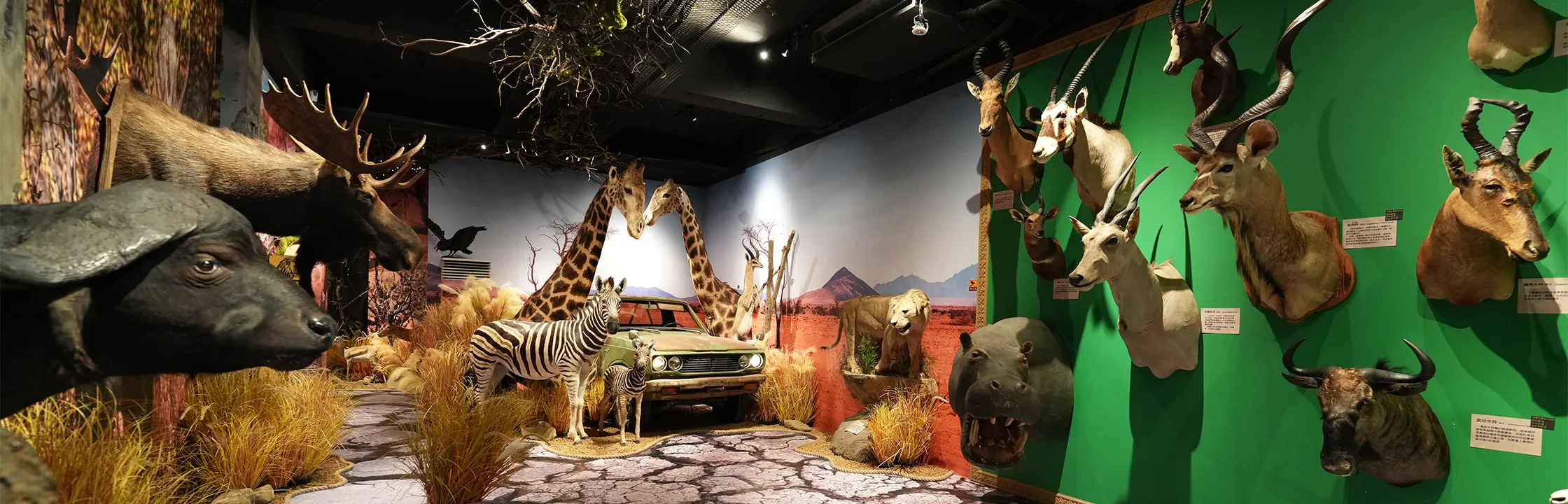 【獅子住裡面】1:1北極熊、河馬標本近距離體驗!適合親子同遊的室內景點