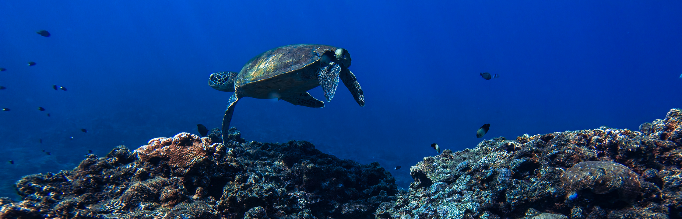 【臥海潛水】收穫滿滿美照的自由潛水體驗！專業水下攝影、費用