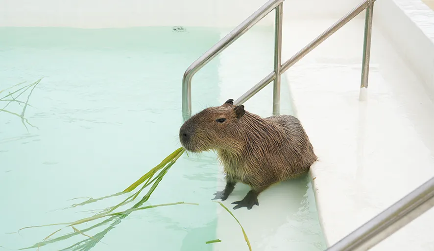 【鹿ㄦ島水豚生態園區】全台唯一水豚共游，餵食梅花鹿、小羊超有趣！