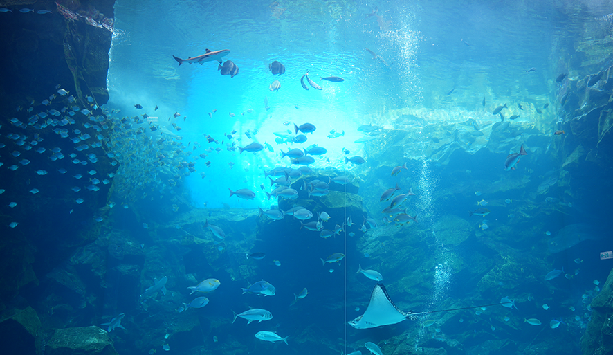 【Xpark】沉浸式體驗北台灣最大水族館！門票、停車、表演時段全整理