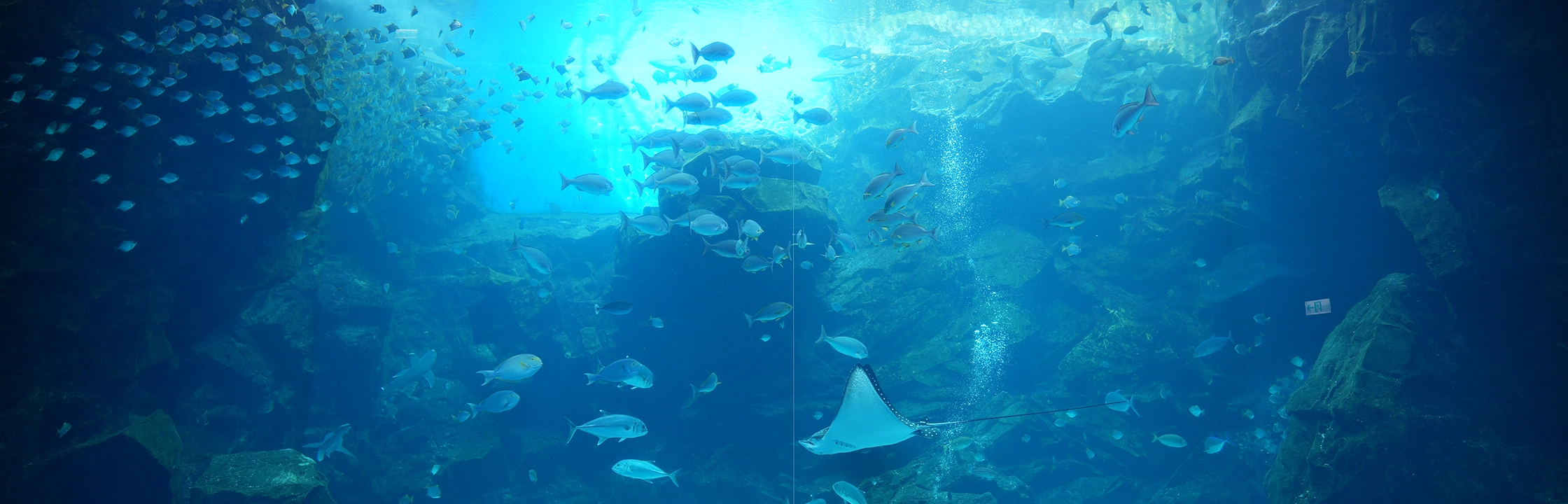 【Xpark】沉浸式體驗北台灣最大水族館！門票、停車、表演時段全整理