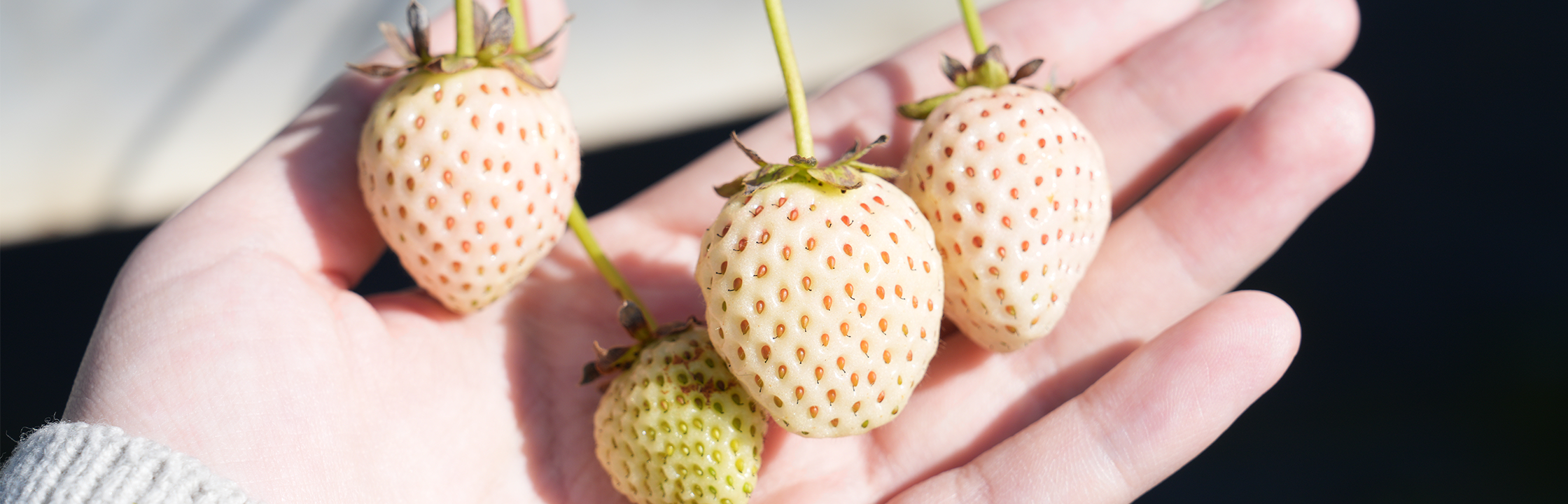 【赤坡高架草莓】採草莓＋甜點一次滿足！高架草莓園搭配咖啡廳好Chill！法蘭蒂、白草莓