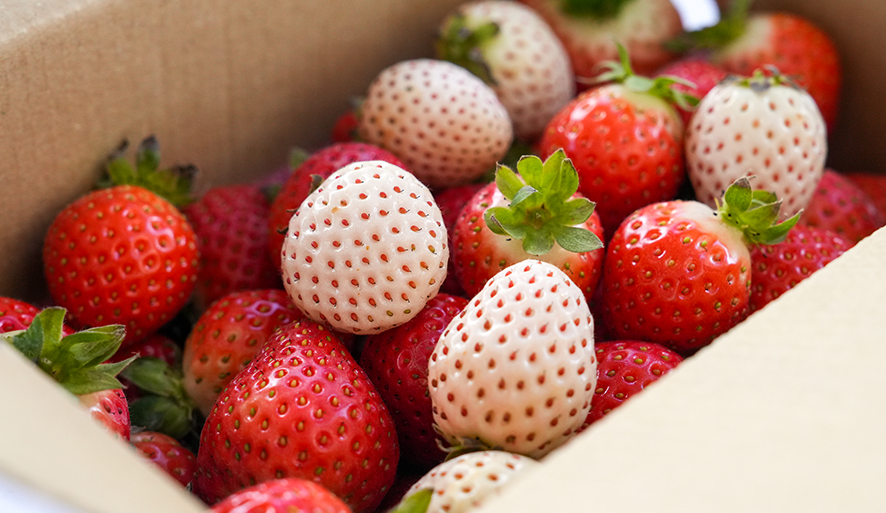 【赤坡高架草莓】採草莓＋甜點一次滿足！高架草莓園搭配咖啡廳好Chill！法蘭蒂、白草莓