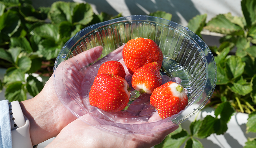 【六合高架牛奶草莓農場】喝牛奶長大的草莓，站著輕鬆採！草莓貢丸湯超特別、多種草莓伴手禮