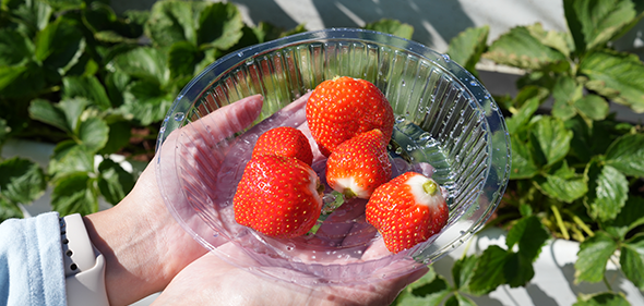 【六合高架牛奶草莓農場】喝牛奶長大的草莓，站著輕鬆採！草莓貢丸湯超特別、多種草莓伴手禮