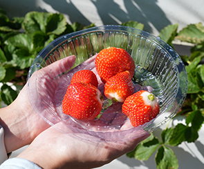 【六合高架牛奶草莓農場】喝牛奶長大的草莓，站著輕鬆採！草莓貢丸湯超特別、多種草莓伴手禮
