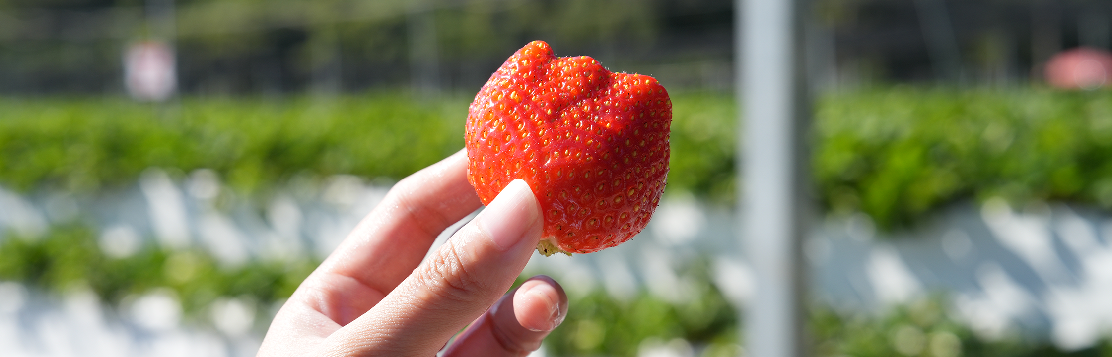 【六合高架牛奶草莓農場】喝牛奶長大的草莓，站著輕鬆採！草莓貢丸湯超特別、多種草莓伴手禮
