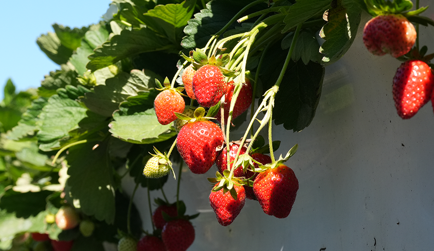 【苗栗大湖採草莓推薦】10家人氣草莓園評比，採果價格一次看！