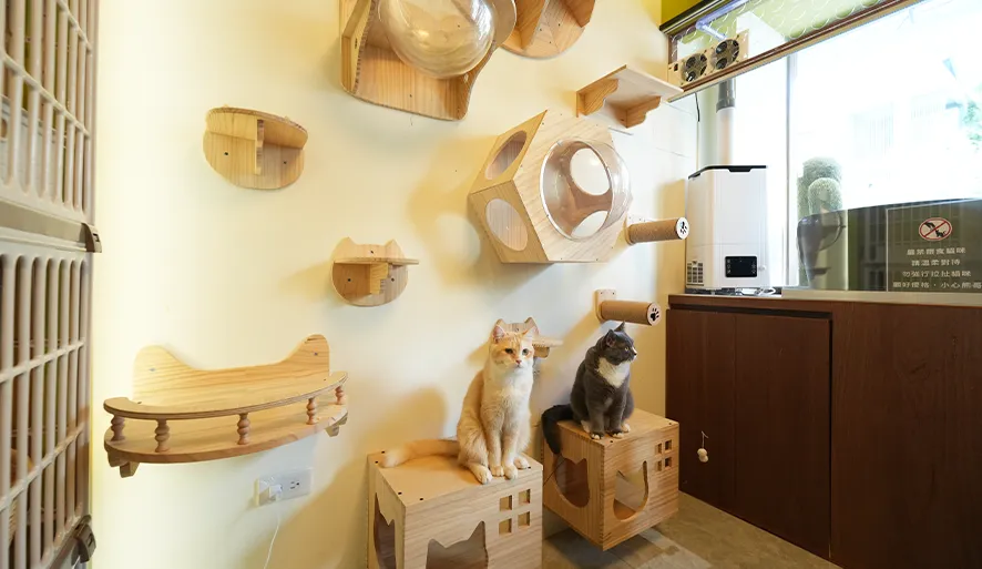 【12街貓咪咖啡屋】療癒擼貓下午茶首選！馬卡龍色系超好拍貓咖