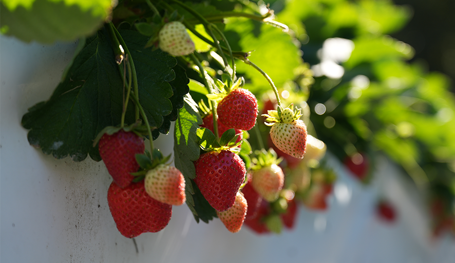 示意圖(非圖片店家)