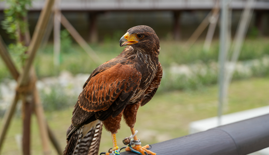 【野森動物學校】內門最強森林系動物園！近距離互動超療癒，門票、交通、預約全攻略！