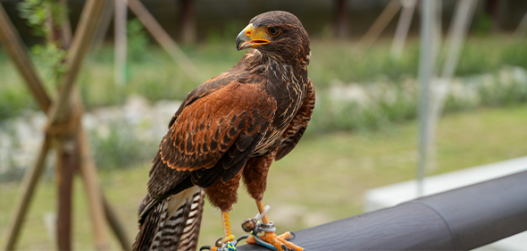 【野森動物學校】內門最強森林系動物園！近距離互動超療癒，門票、交通、預約全攻略！