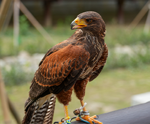 【野森動物學校】內門最強森林系動物園！近距離互動超療癒，門票、交通、預約全攻略！