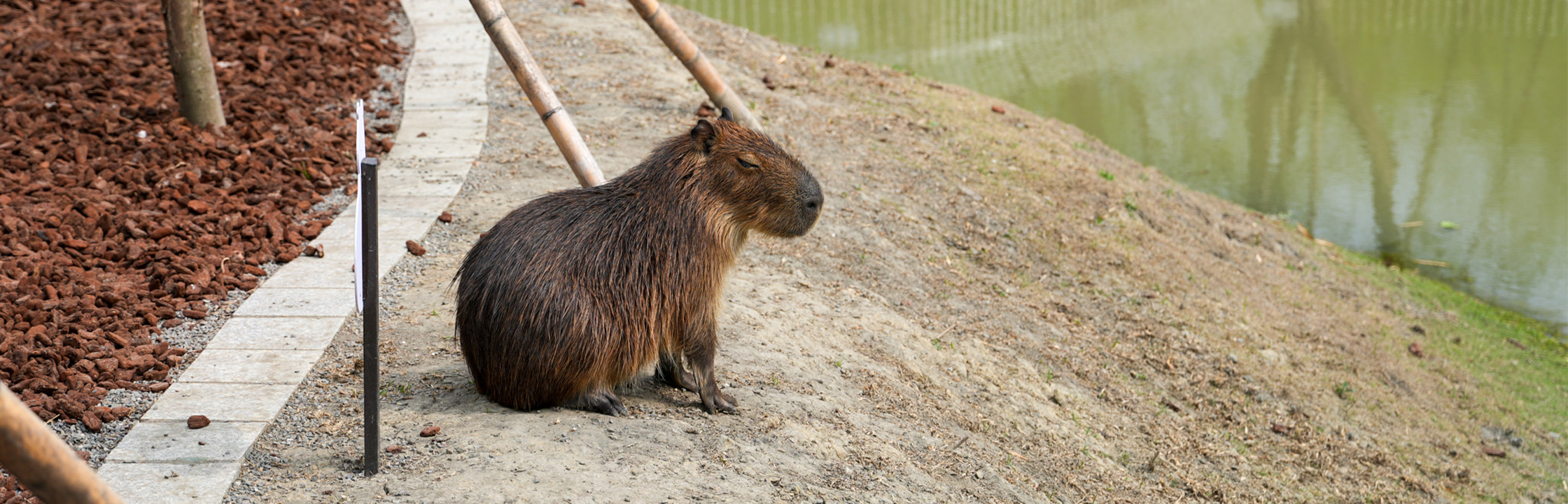 【野森動物學校】內門最強森林系動物園！近距離互動超療癒，門票、交通、預約全攻略！
