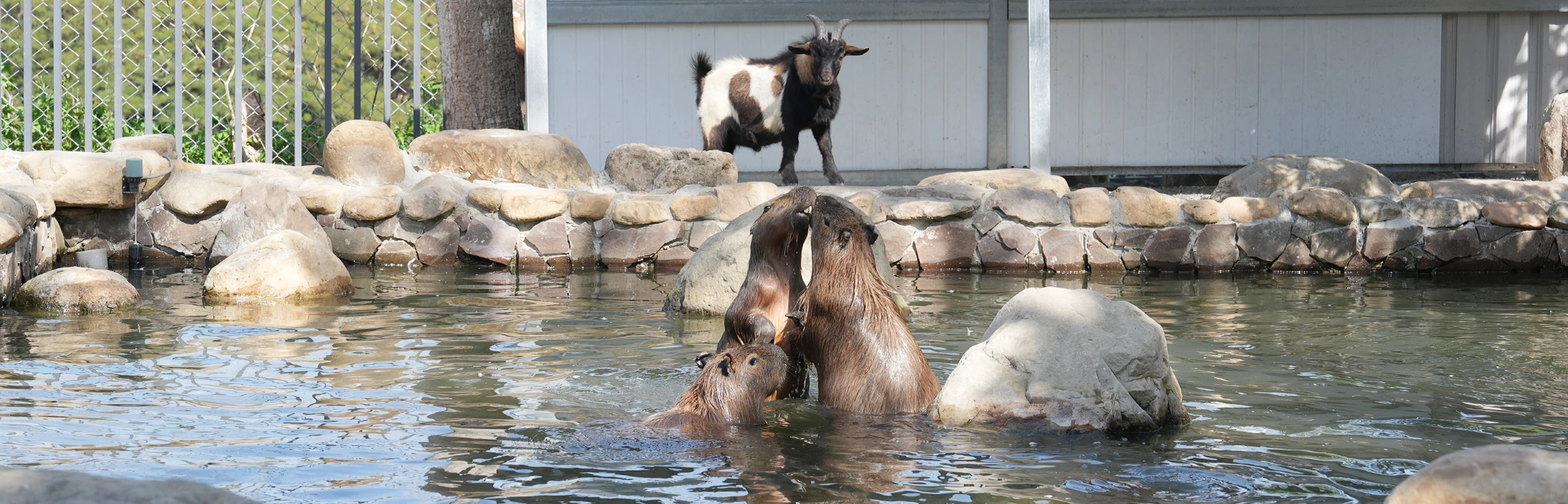 【水與松萌萌園】近距離感受可愛動物的魅力！專為親子打造的一站式園區