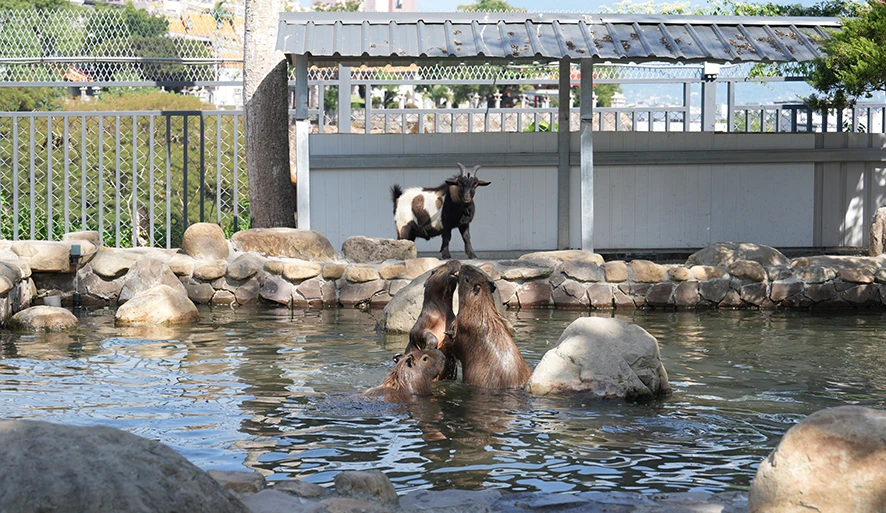 【水與松萌萌園】近距離感受可愛動物的魅力！專為親子打造的一站式園區