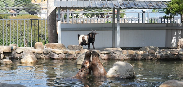 【水與松萌萌園】近距離感受可愛動物的魅力！專為親子打造的一站式園區