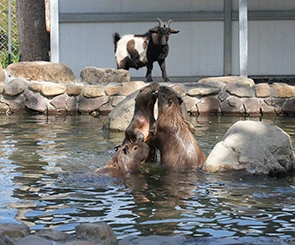 【水與松萌萌園】近距離感受可愛動物的魅力！專為親子打造的一站式園區