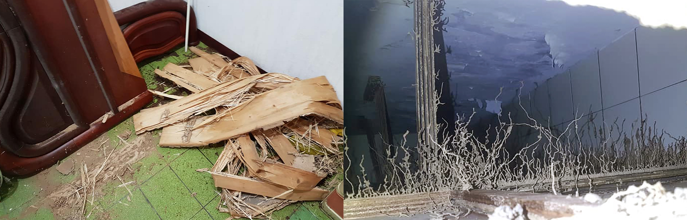 【台中 除蟲 推薦】5間專業除蟲公司推薦！費用合理，白蟻、蟑螂、老鼠一網打盡