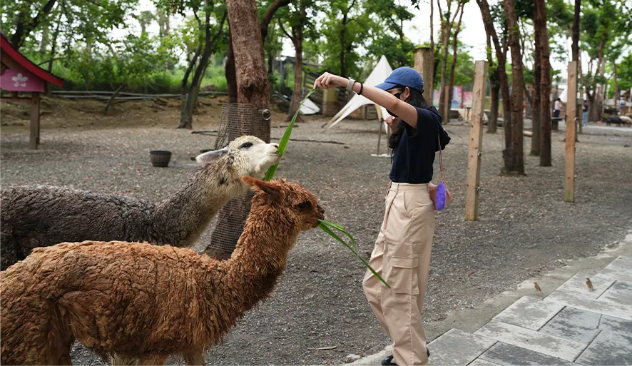 【咩咩上樹萌寵樂園】挑戰4層樓高大擺盪、高空冒險，近距離餵小羊！