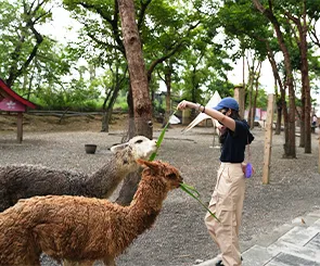 【咩咩上樹萌寵樂園】挑戰4層樓高大擺盪、高空冒險，近距離餵小羊！