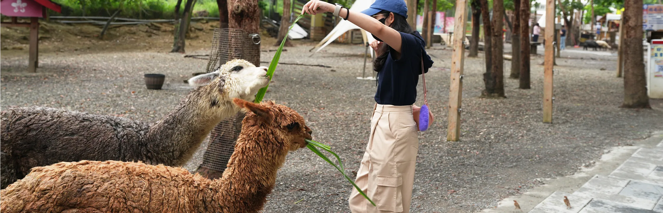 【咩咩上樹萌寵樂園】挑戰4層樓高大擺盪、高空冒險，近距離餵小羊！