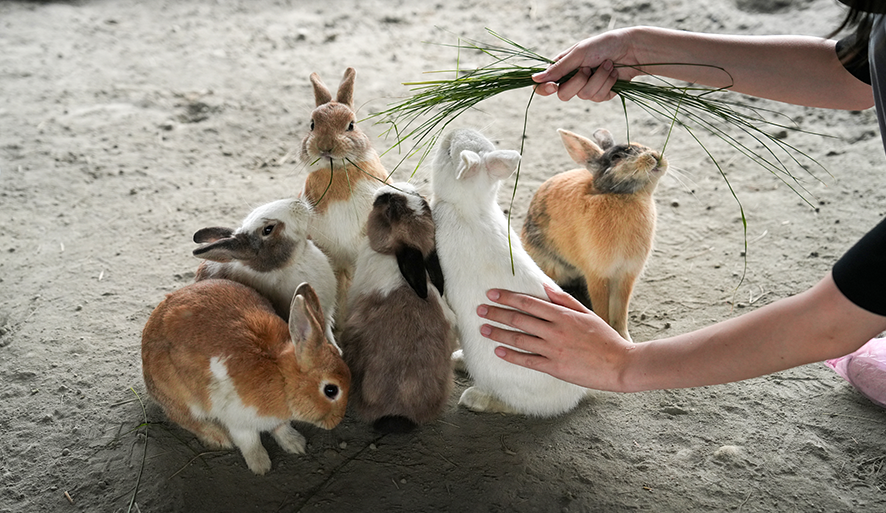 【彰化牧場推薦】3間必去農場！餵動物、免門票，親子出遊不踩雷