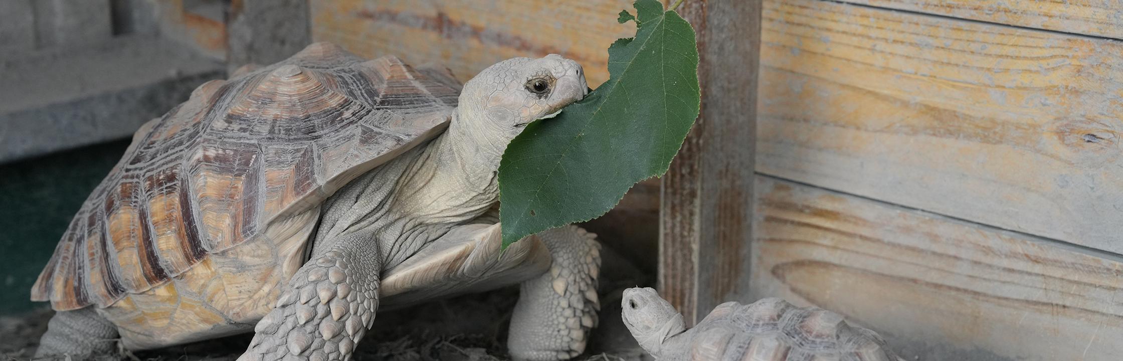 【彰化牧場推薦】3間必去農場！餵動物、免門票，親子出遊不踩雷